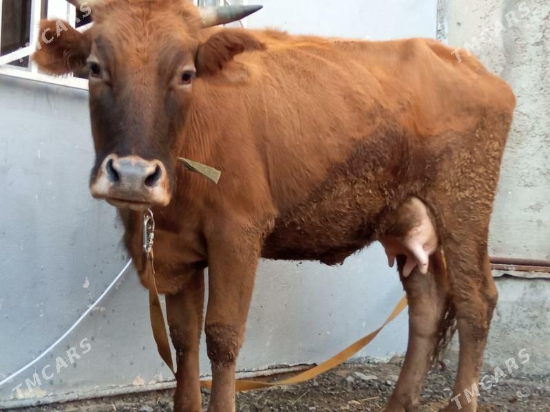 goleli suytlu sygyr - Çoganly - img 5