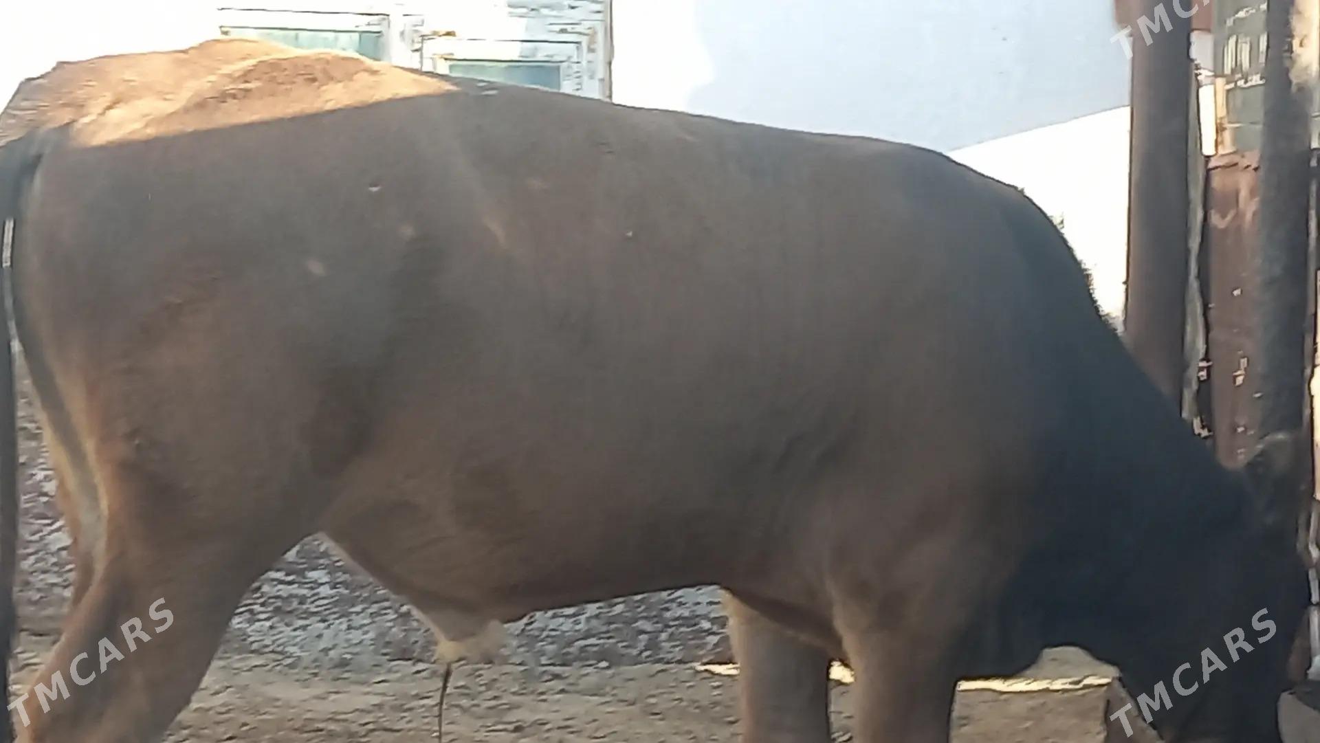 okuz - Гумдаг - img 2