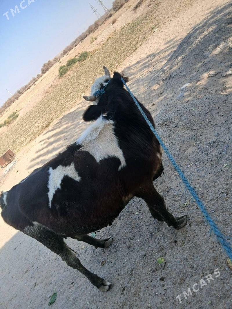 golisteyin sygyr tuwe - Çoganly - img 4