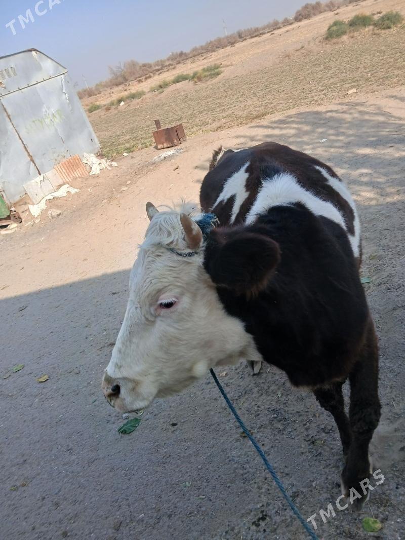 golisteyin sygyr tuwe - Çoganly - img 5