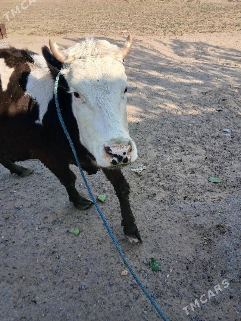 golisteyin sygyr tuwe - Çoganly - img 3