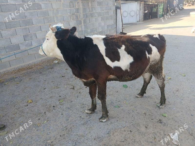 golisteyin sygyr tuwe - Çoganly - img 2