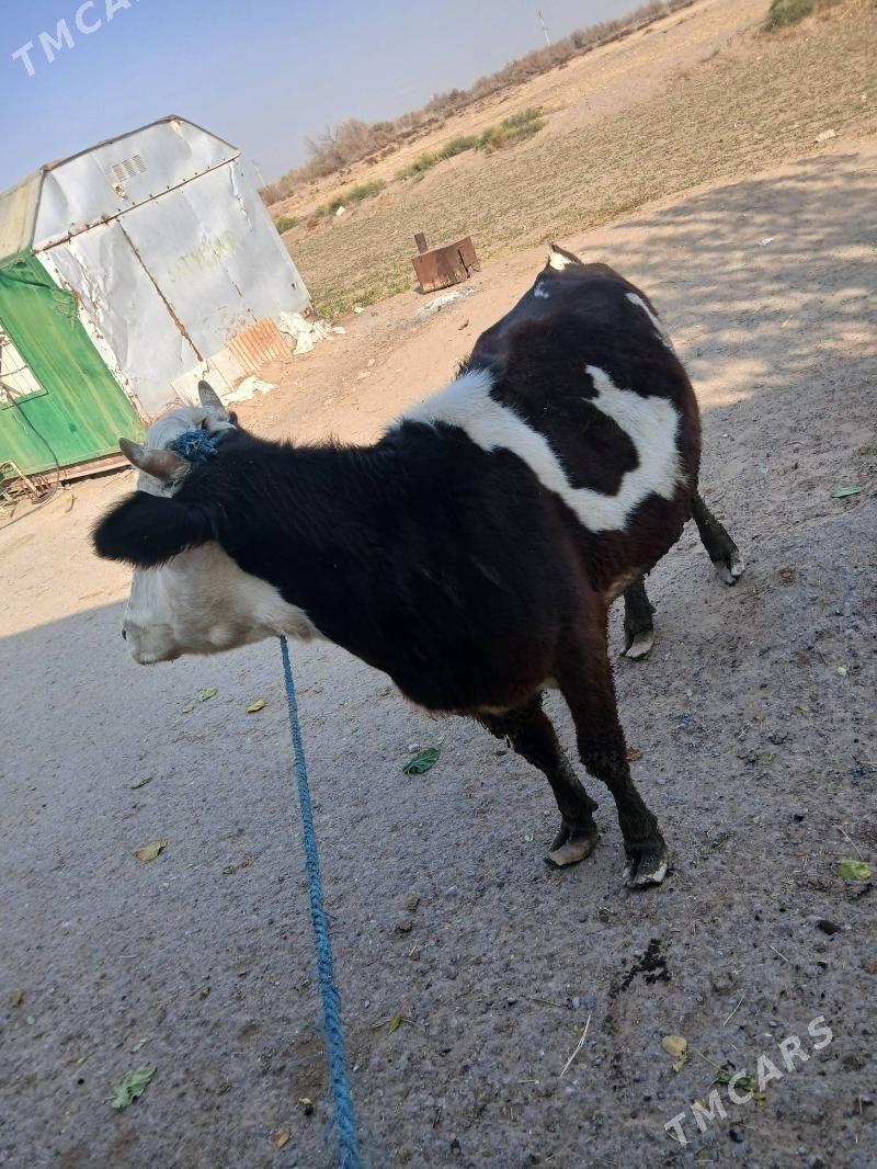 golisteyin sygyr tuwe - Çoganly - img 6