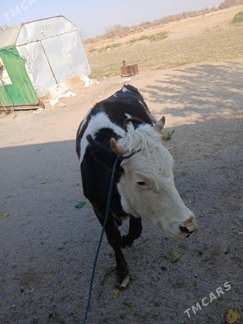 golisteyin sygyr tuwe - Çoganly - img 7