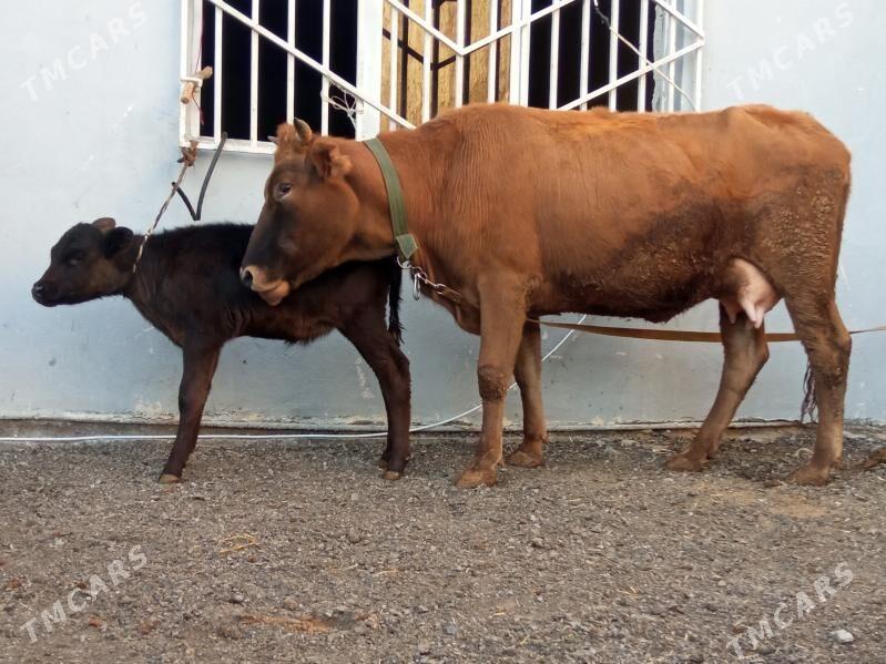 goleli suytlu sygyr - Çoganly - img 2