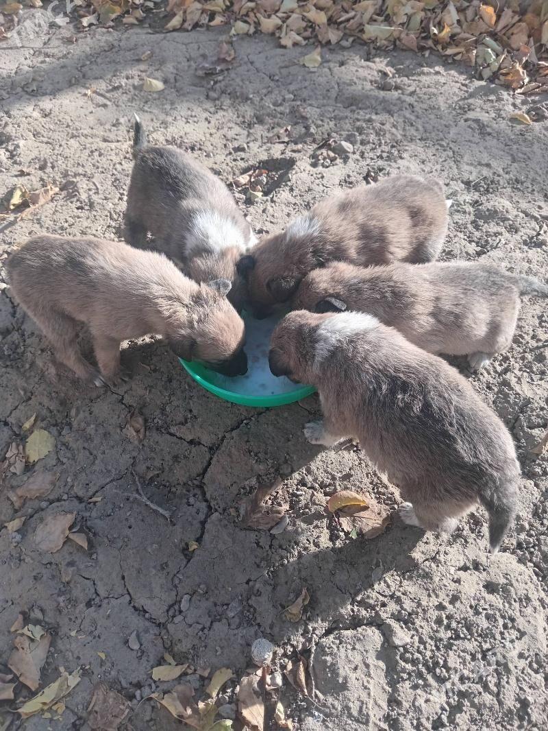 gurji gujik - Gyzylarbat - img 2