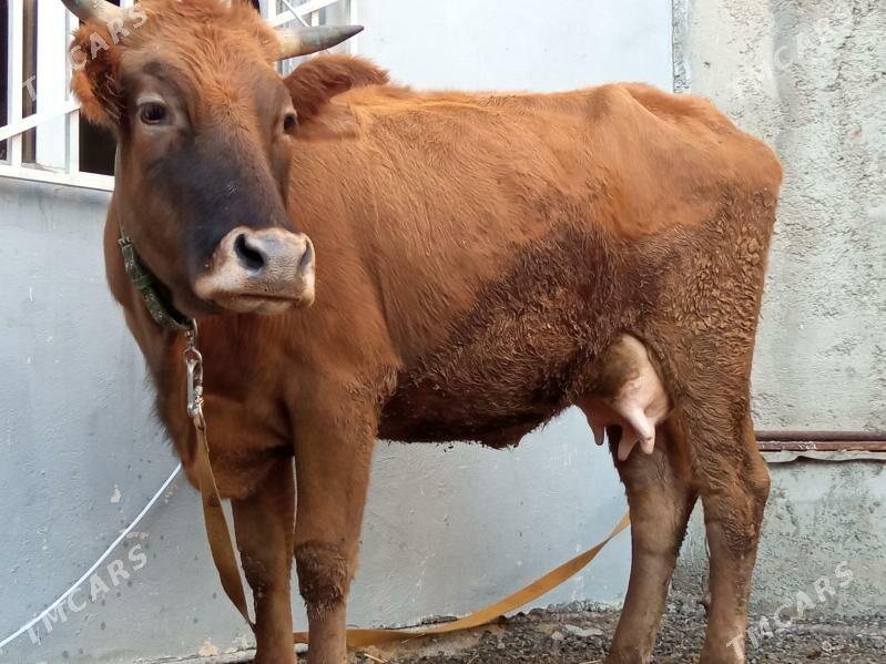 goleli suytlu sygyr - Çoganly - img 8