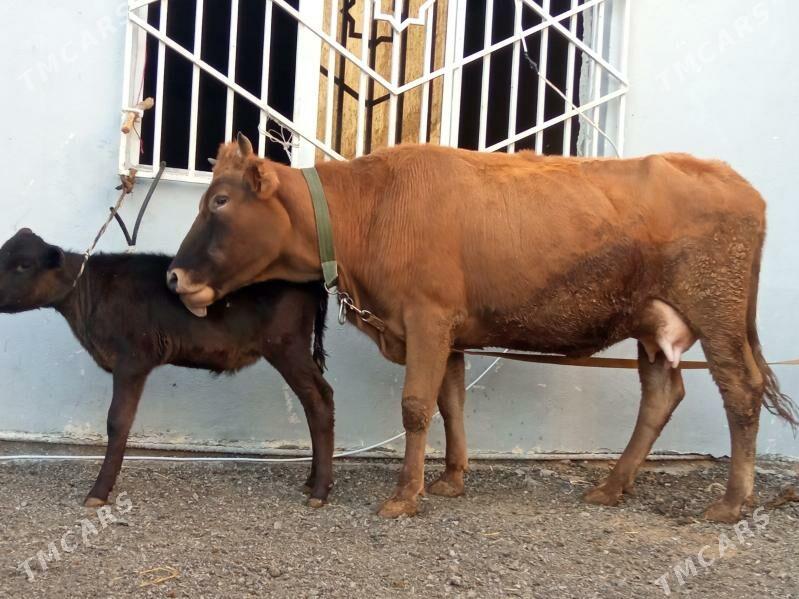 goleli suytlu sygyr - Çoganly - img 6