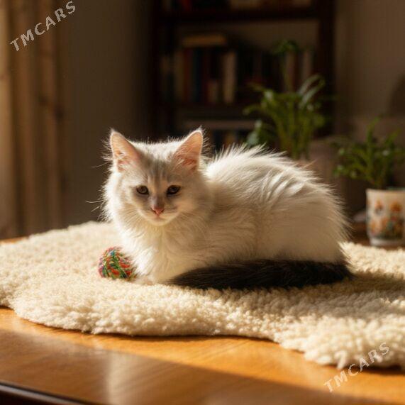 Зефирка 3 мес - Aşgabat - img 2