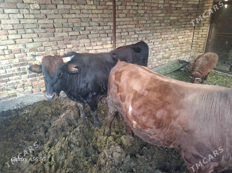 okuz 2 sany - Mary - img 2