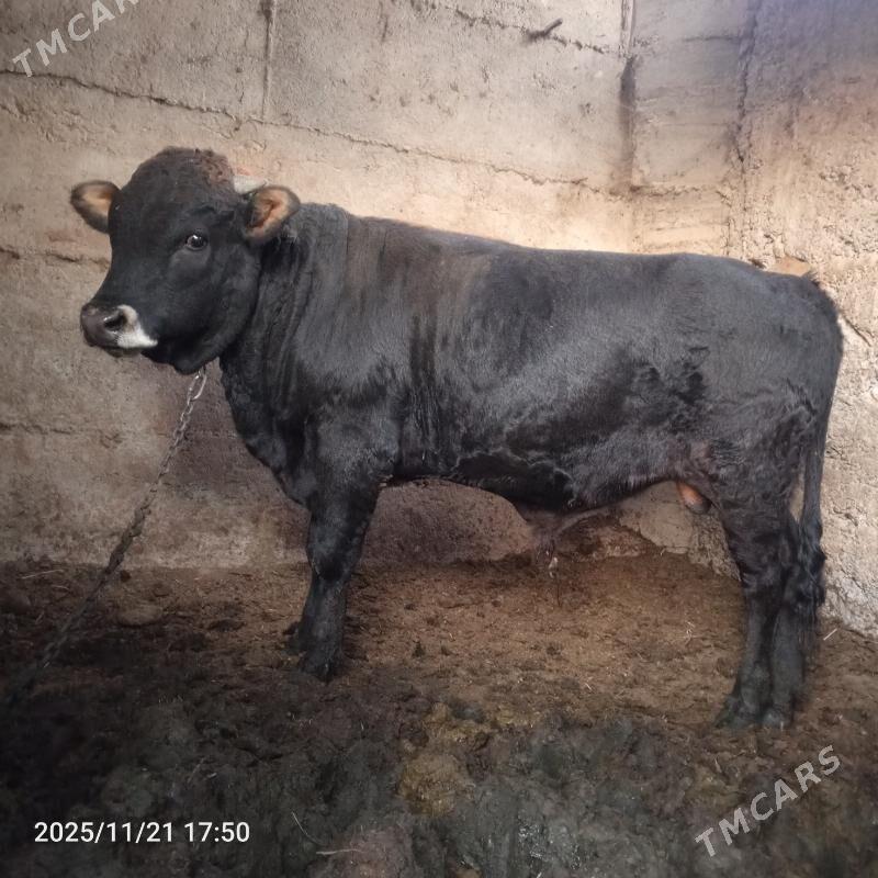 Okuz - Aşgabat - img 2