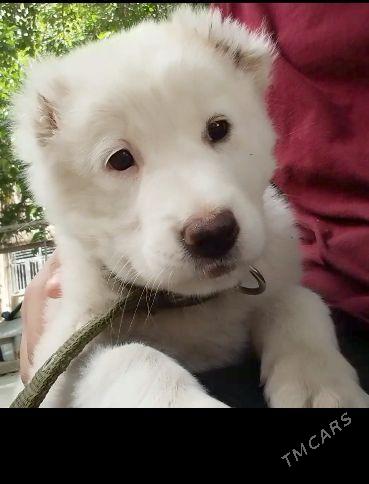 akja gujuk. - Mary - img 1