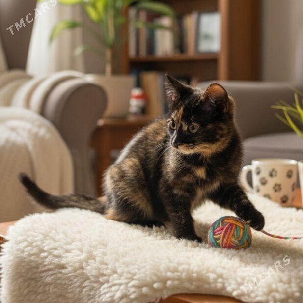 Ириска 3мес - Aşgabat - img 2