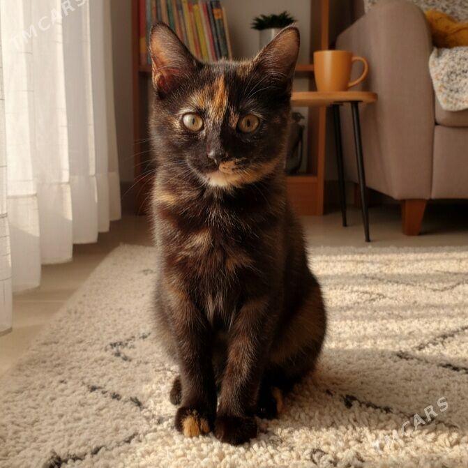 Ириска 3мес - Aşgabat - img 1