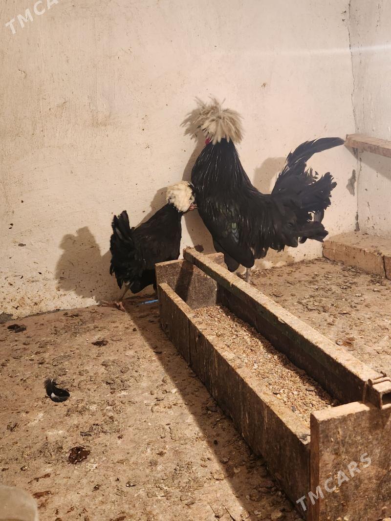 ak kele fizan - Sakar - img 3