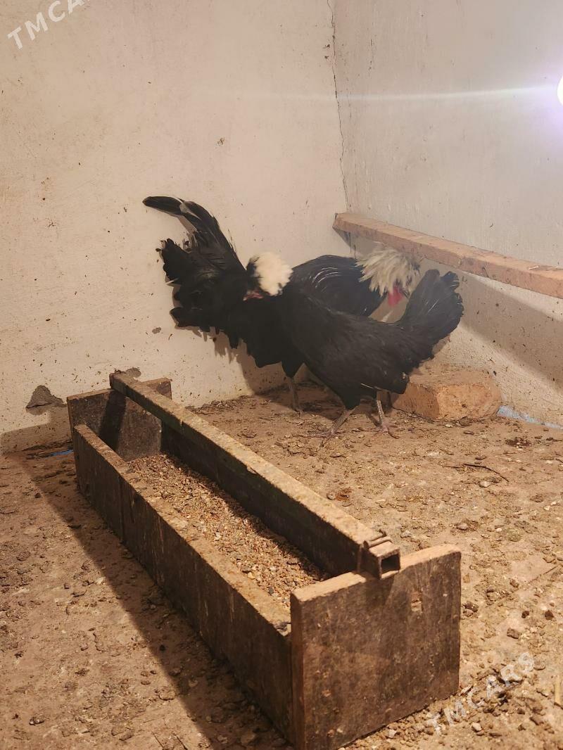 ak kele fizan - Sakar - img 2