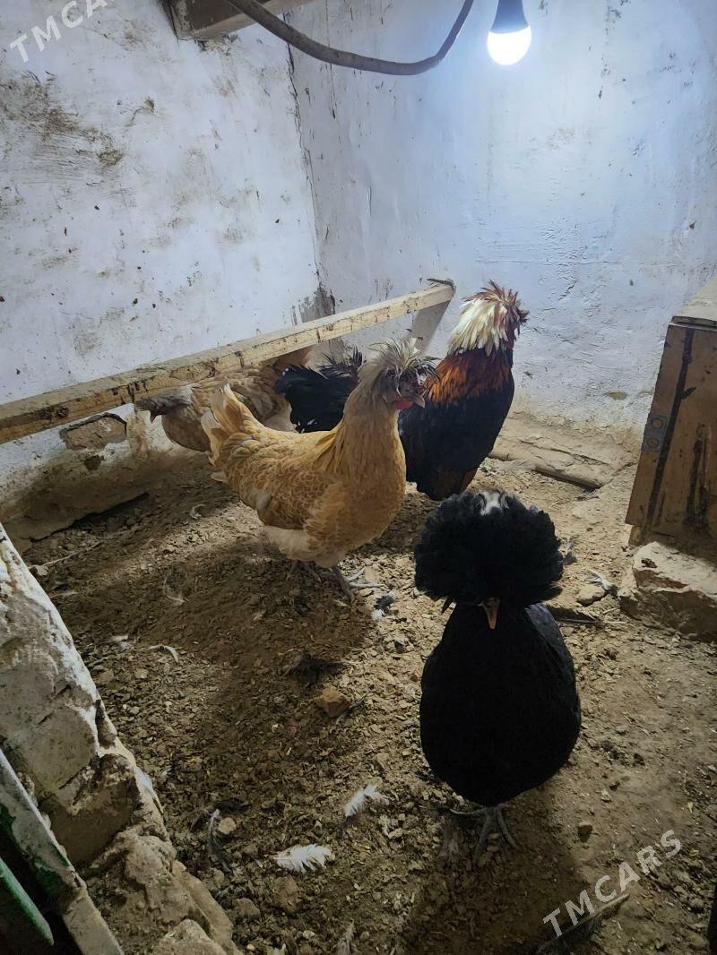 padwan - Сакар - img 3