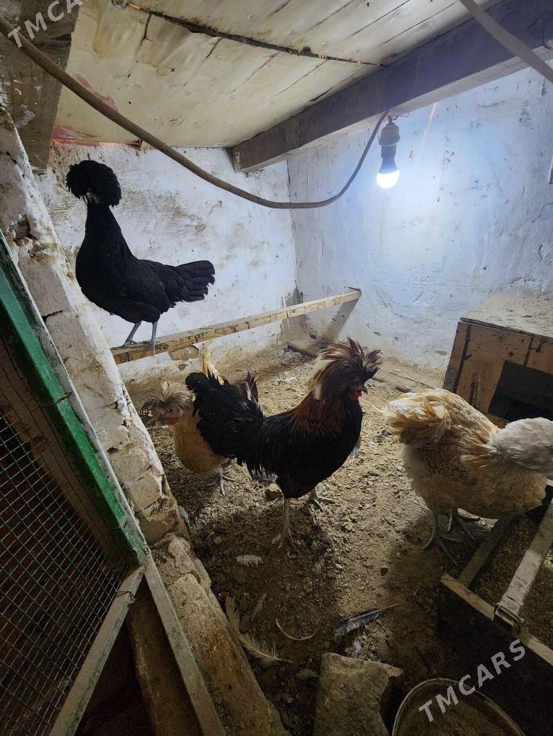 padwan - Сакар - img 2