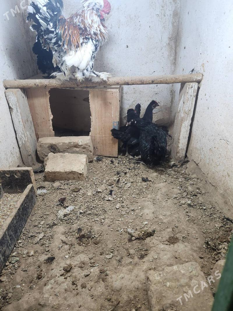 satlyk gara karlik - Сакар - img 3