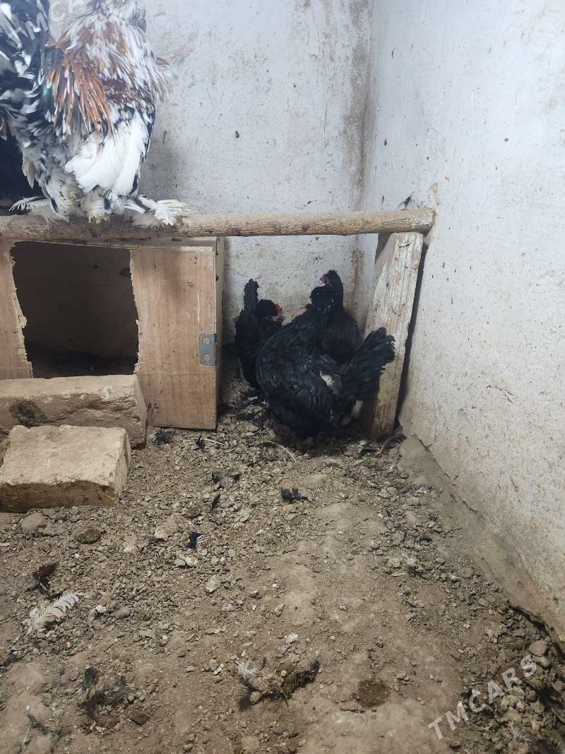 satlyk gara karlik - Сакар - img 2