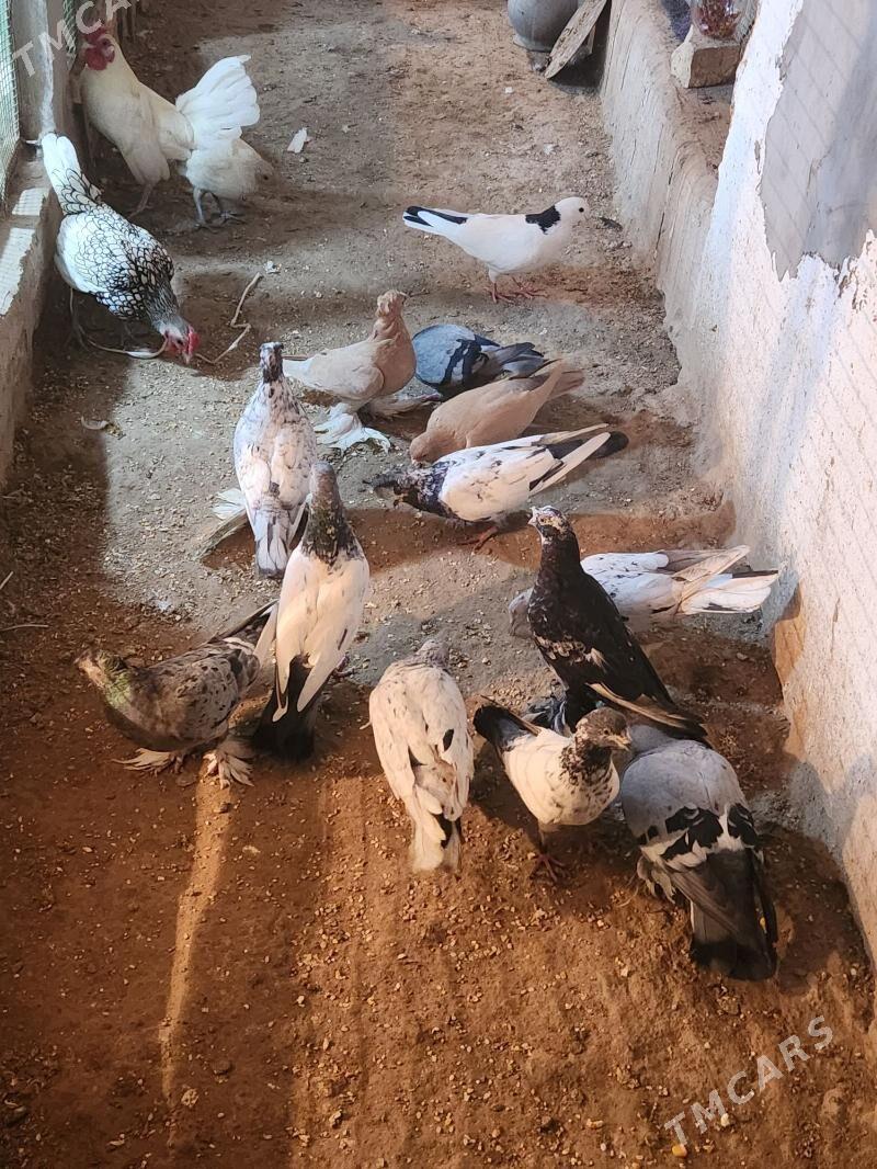 kepder - Сакар - img 4