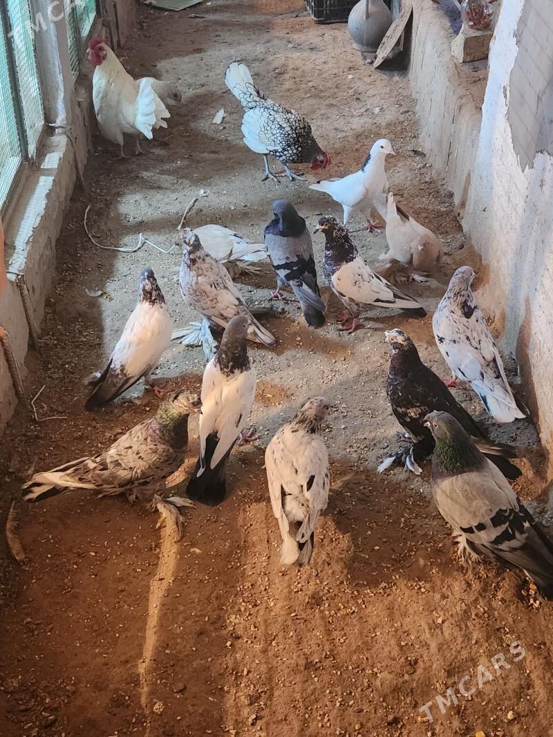 kepder - Сакар - img 3