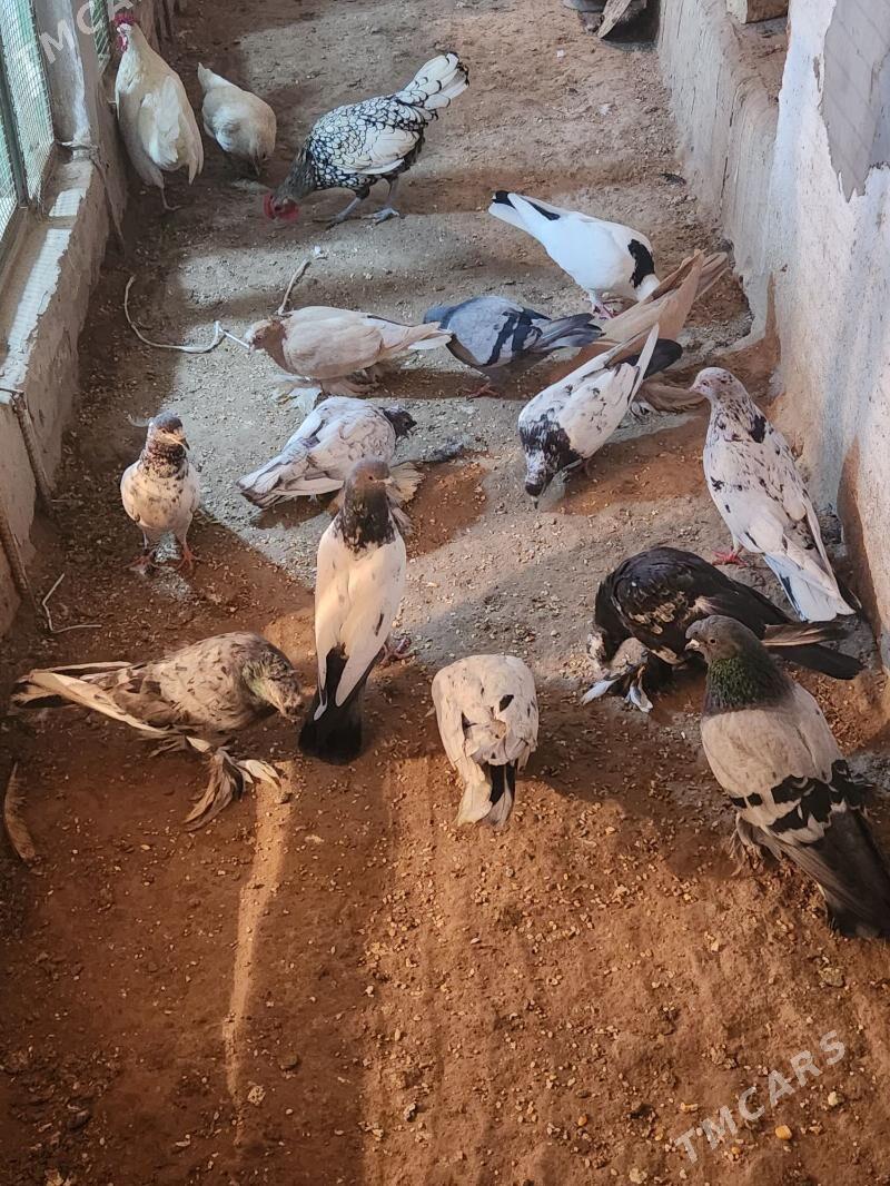 kepder - Сакар - img 2