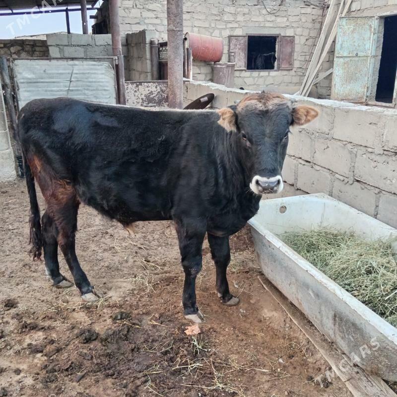 okuz sygyr - Gumdag - img 2