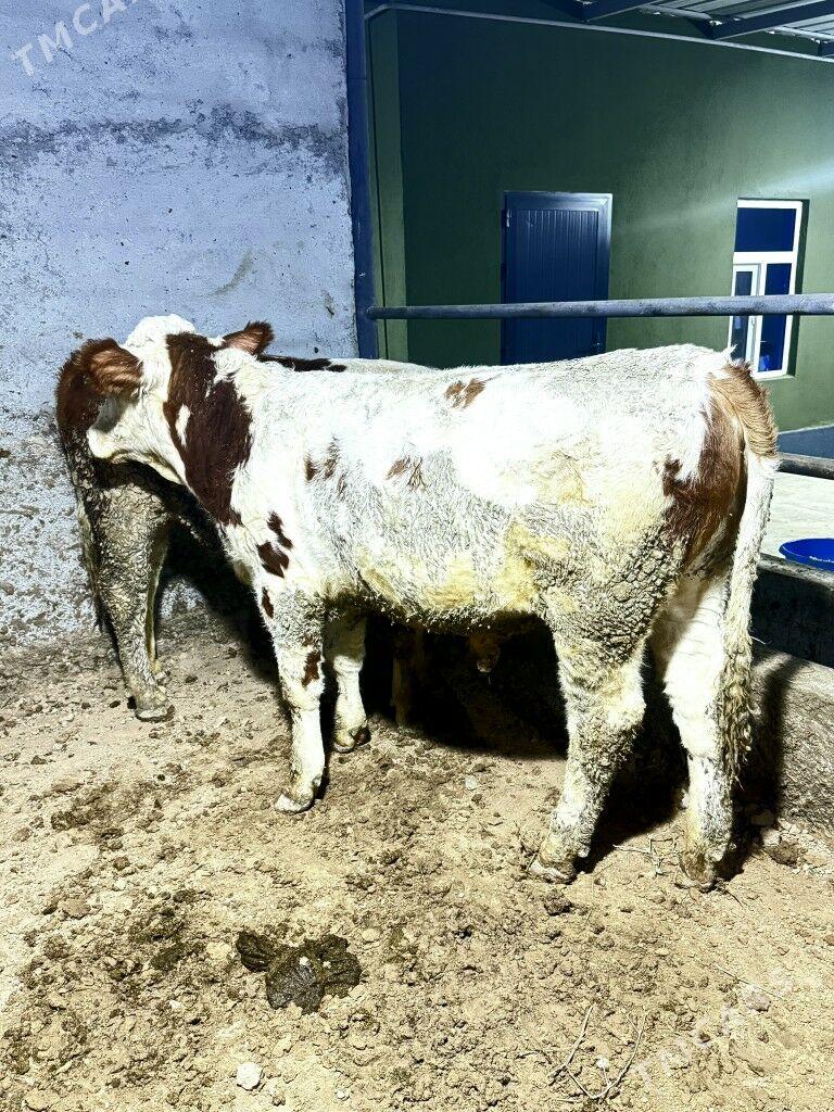 simental okuzler - Bagyr - img 3