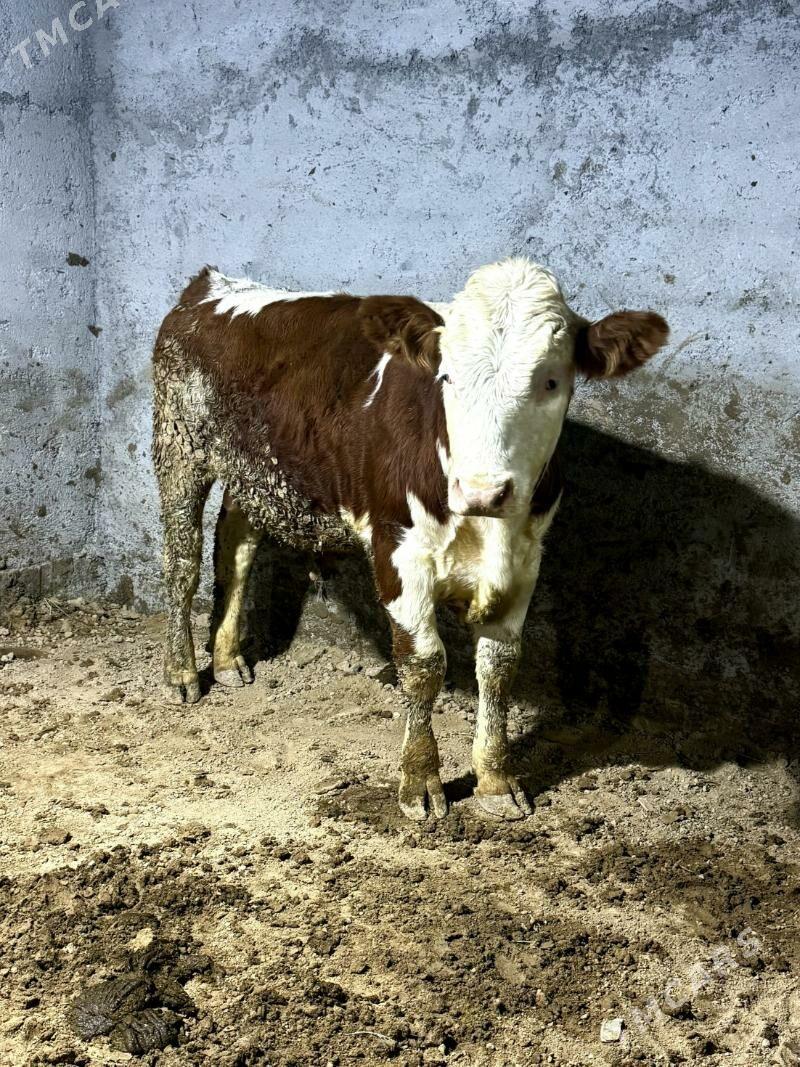 simental okuzler - Bagyr - img 7