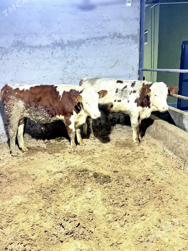 simental okuzler - Bagyr - img 2