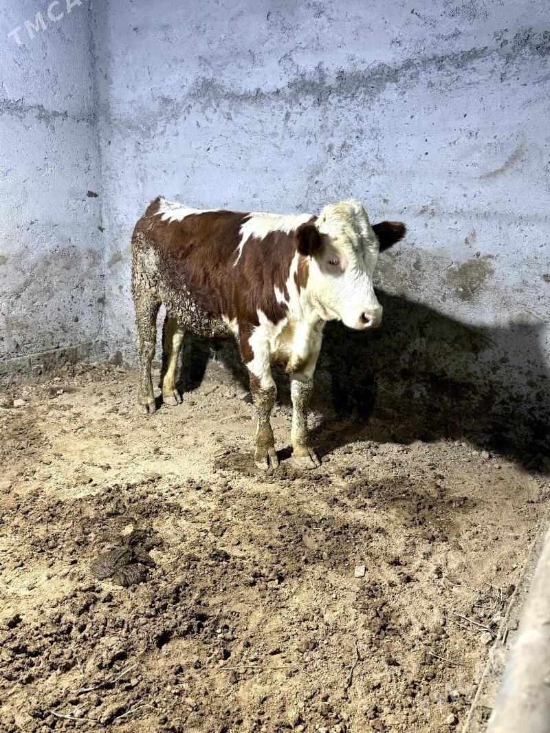 simental okuzler - Bagyr - img 4