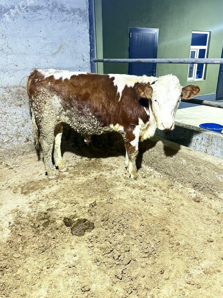 simental okuzler - Bagyr - img 5