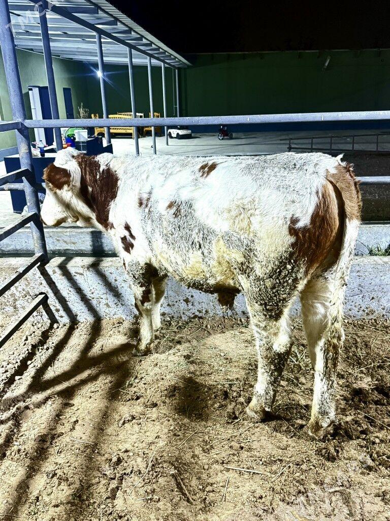 simental okuzler - Bagyr - img 6