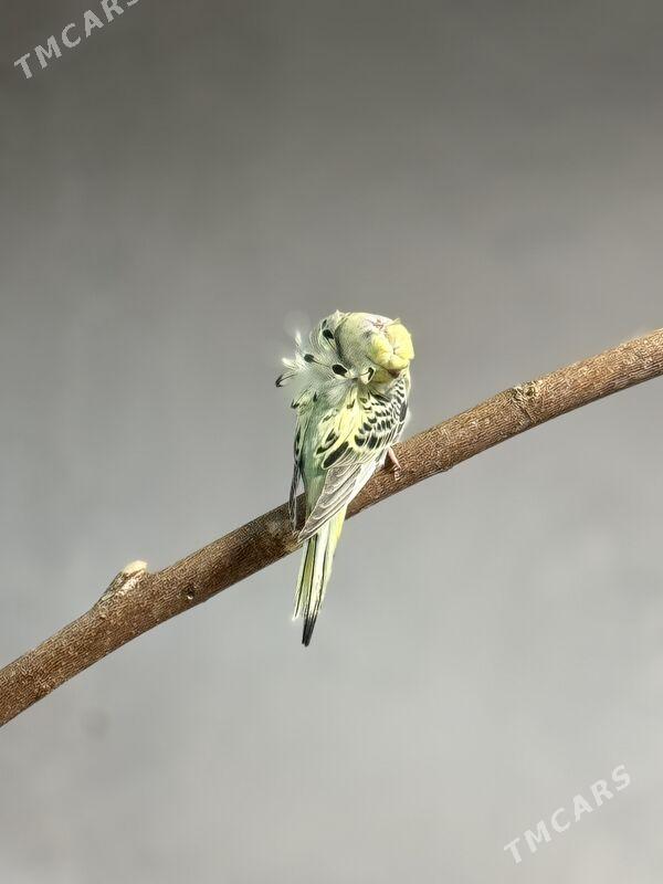 babyçka - Ашхабад - img 3