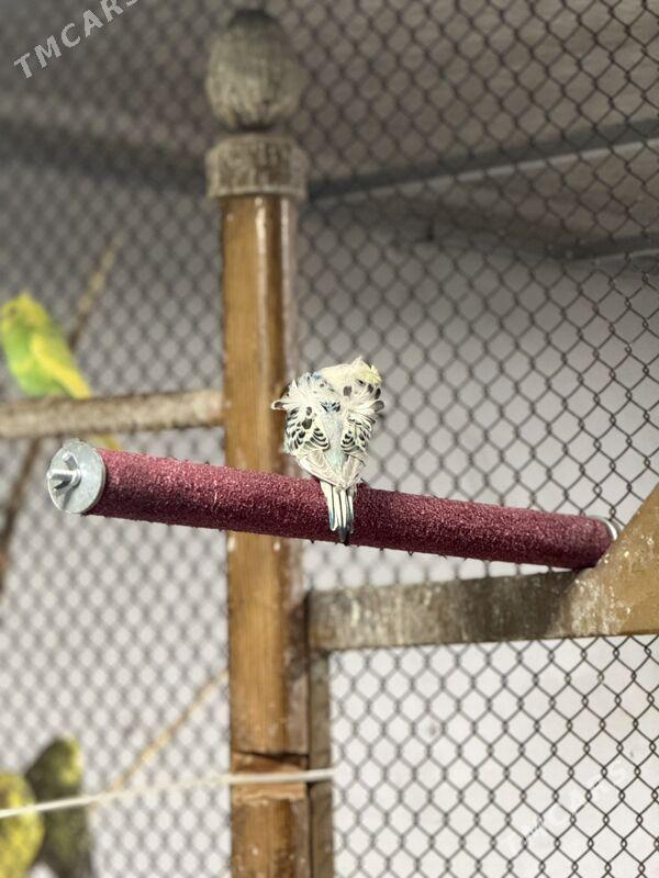 babyçka - Ашхабад - img 2