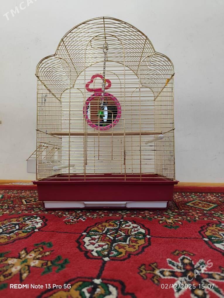 papugay kletka setka - Ашхабад - img 4