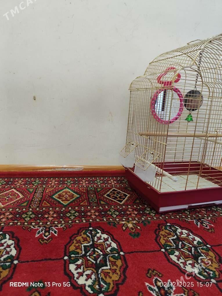 papugay kletka setka - Ашхабад - img 3