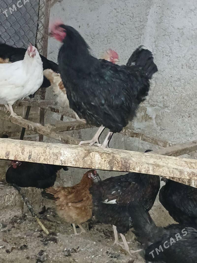 jersi gigant towuk - Бузмеин - img 5