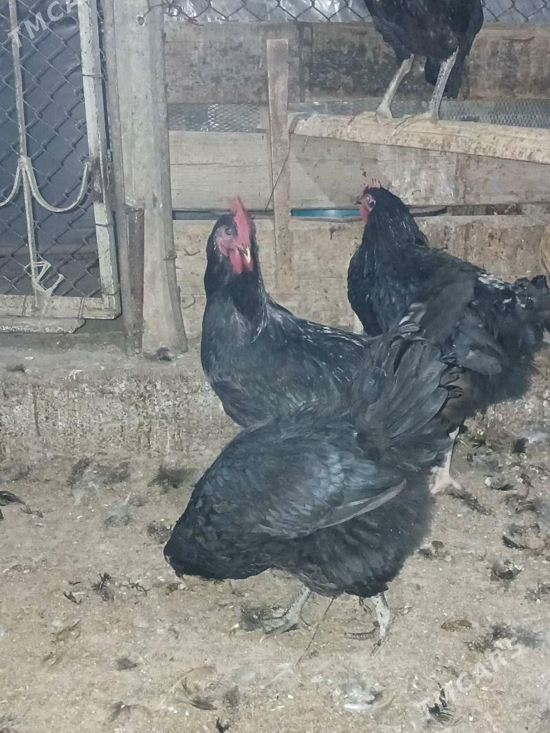 jersi gigant towuk - Бузмеин - img 4