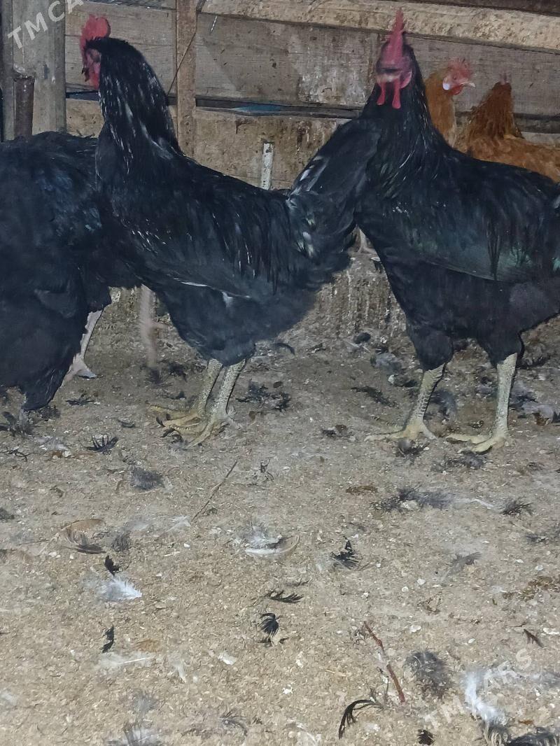 jersi gigant towuk - Бузмеин - img 3