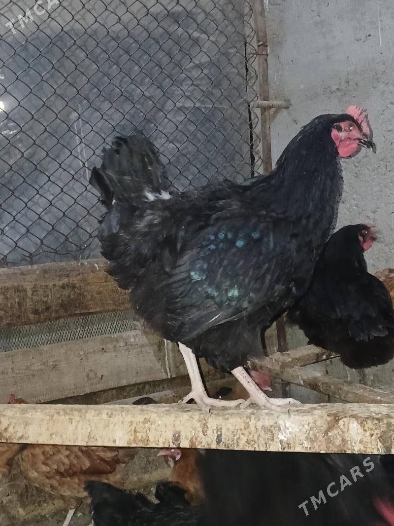 jersi gigant towuk - Бузмеин - img 2