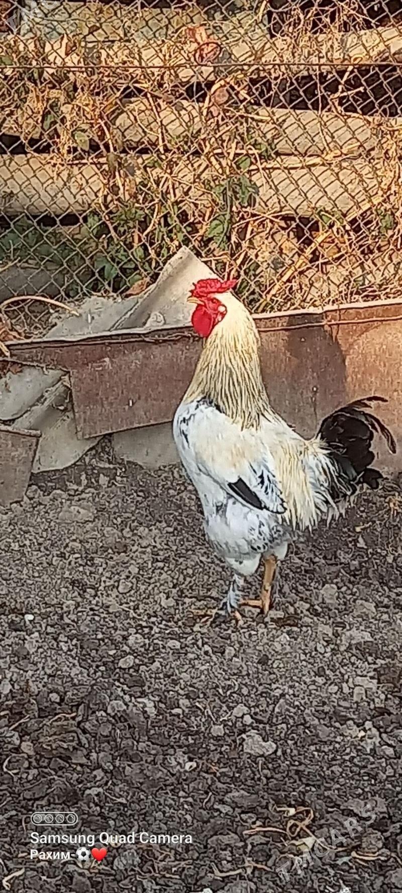 Gigant horaz - Türkmenabat - img 2