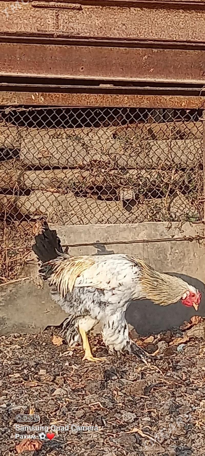 Broler horaz - Türkmenabat - img 3