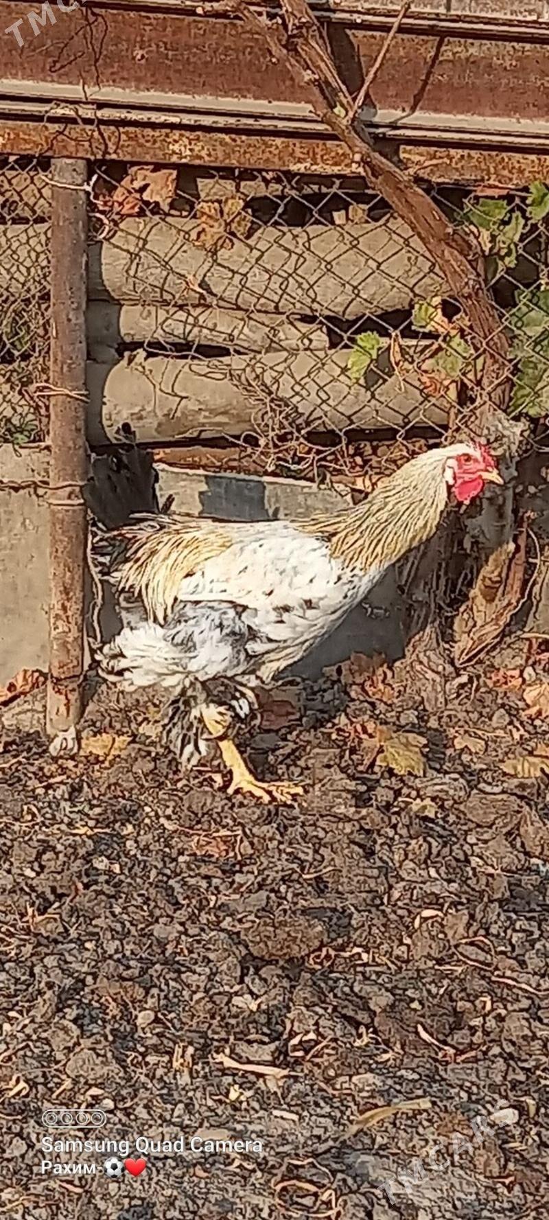 Broler horaz - Türkmenabat - img 2