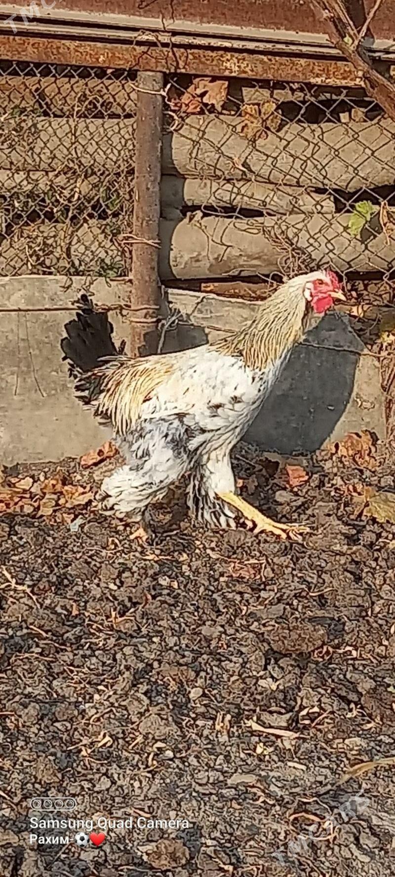 Broler horaz - Türkmenabat - img 4