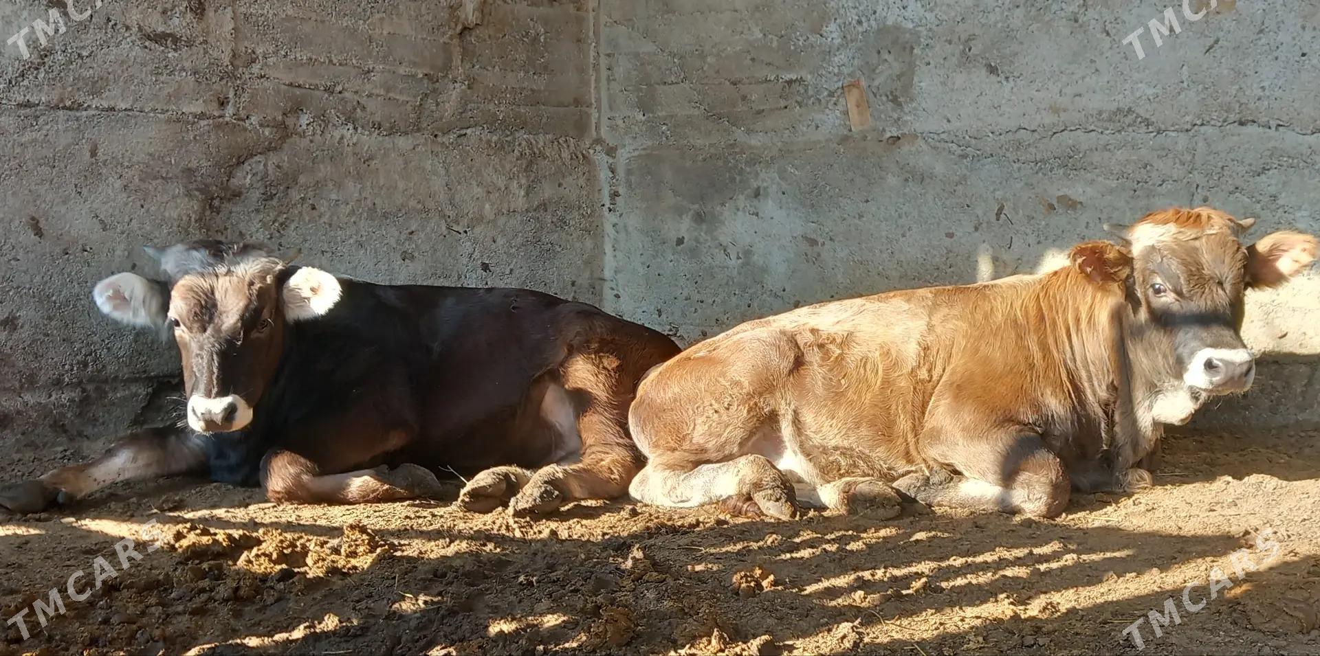 oküz. - Aşgabat - img 2