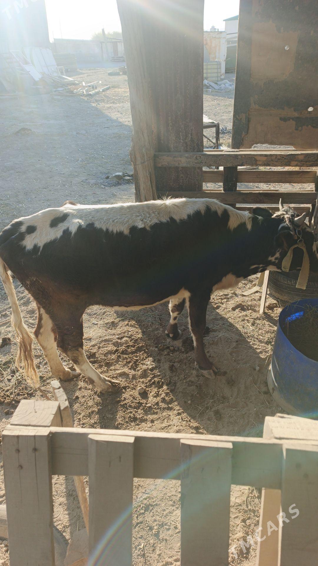 Sygyr - Änew - img 3