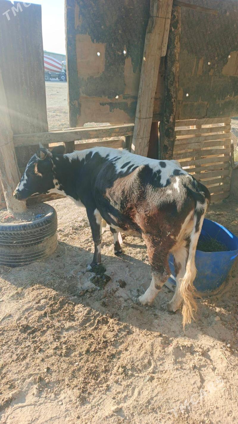 Sygyr - Änew - img 2