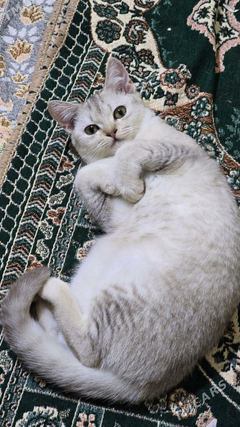 Şinşilla Paroda Pişik - Aşgabat - img 2